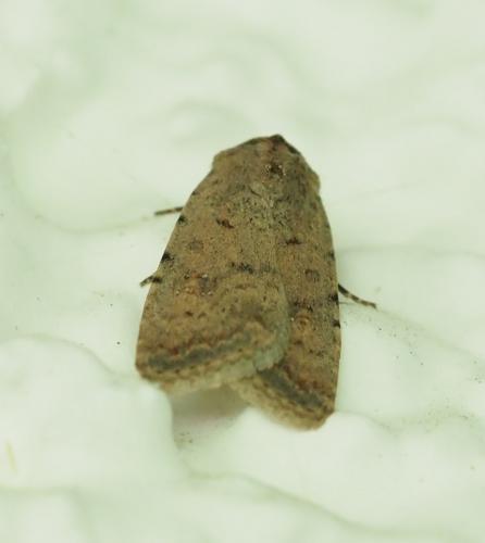 Réf. 255 075 : Caradrina clavipalpis